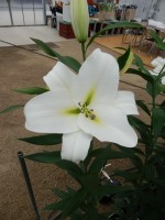 [5204 Ubinas VH No01.JPG]